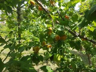 Виллы RARE house with garden Тбилиси Дом для отпуска-49